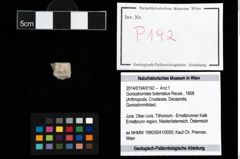 Foto (Objekt + Etikett) von Goniodromites bidentatus (Reuss, 1858)  (NHMW-GEO-2014-0194-0192)